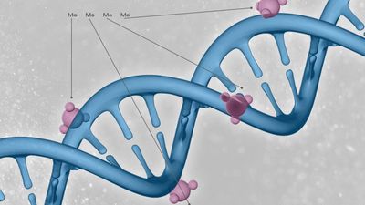 dna helix with methylated bases