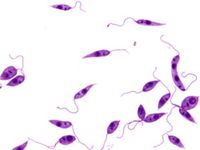 Direct RNA sequencing reveals selective remodelling of the host m6A epitranscriptome during Leishmania infection