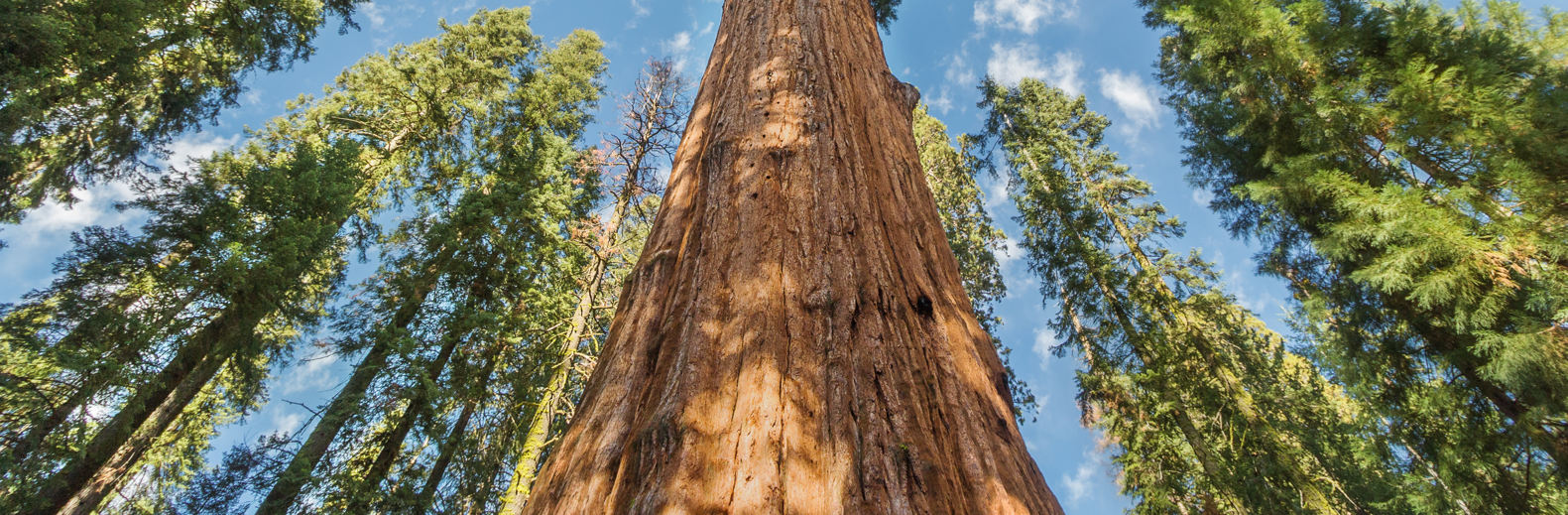Giant Sequoia trees