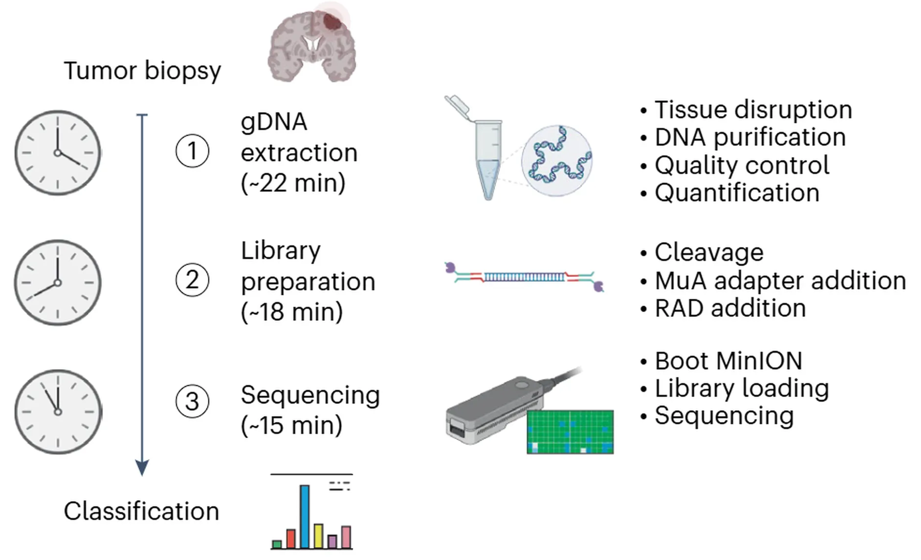 Schematic representation of the timeline for intraoperative tumour sequencing and classification in the study