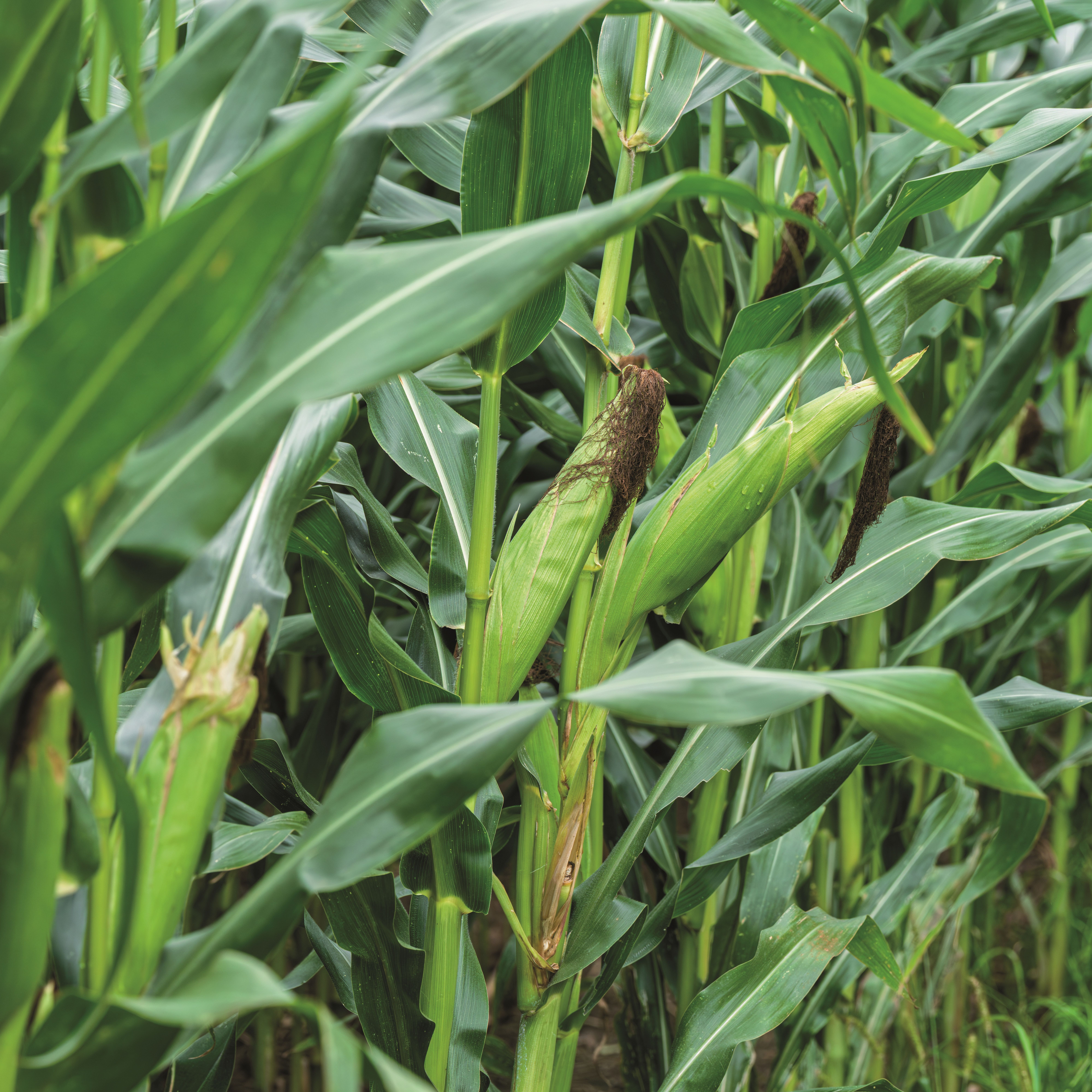 Maize crops in the field