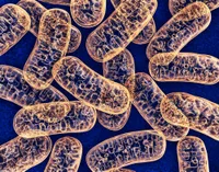Genome skimming reveals a multipartite mitochondrial genome in the parasitic nematode Dioctophyme renale