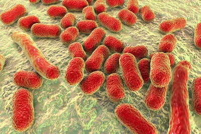 Acinetobacter baumannii