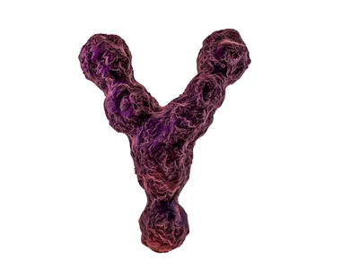Y chromosome