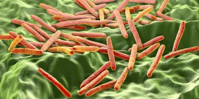 Mycobacterium 