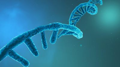 RNA strand