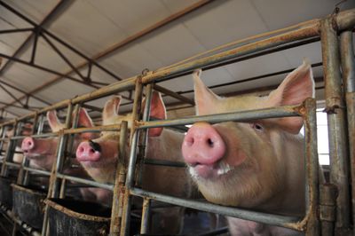 Pigs inside enclosure