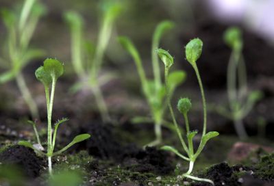Arabidopsis seedlings