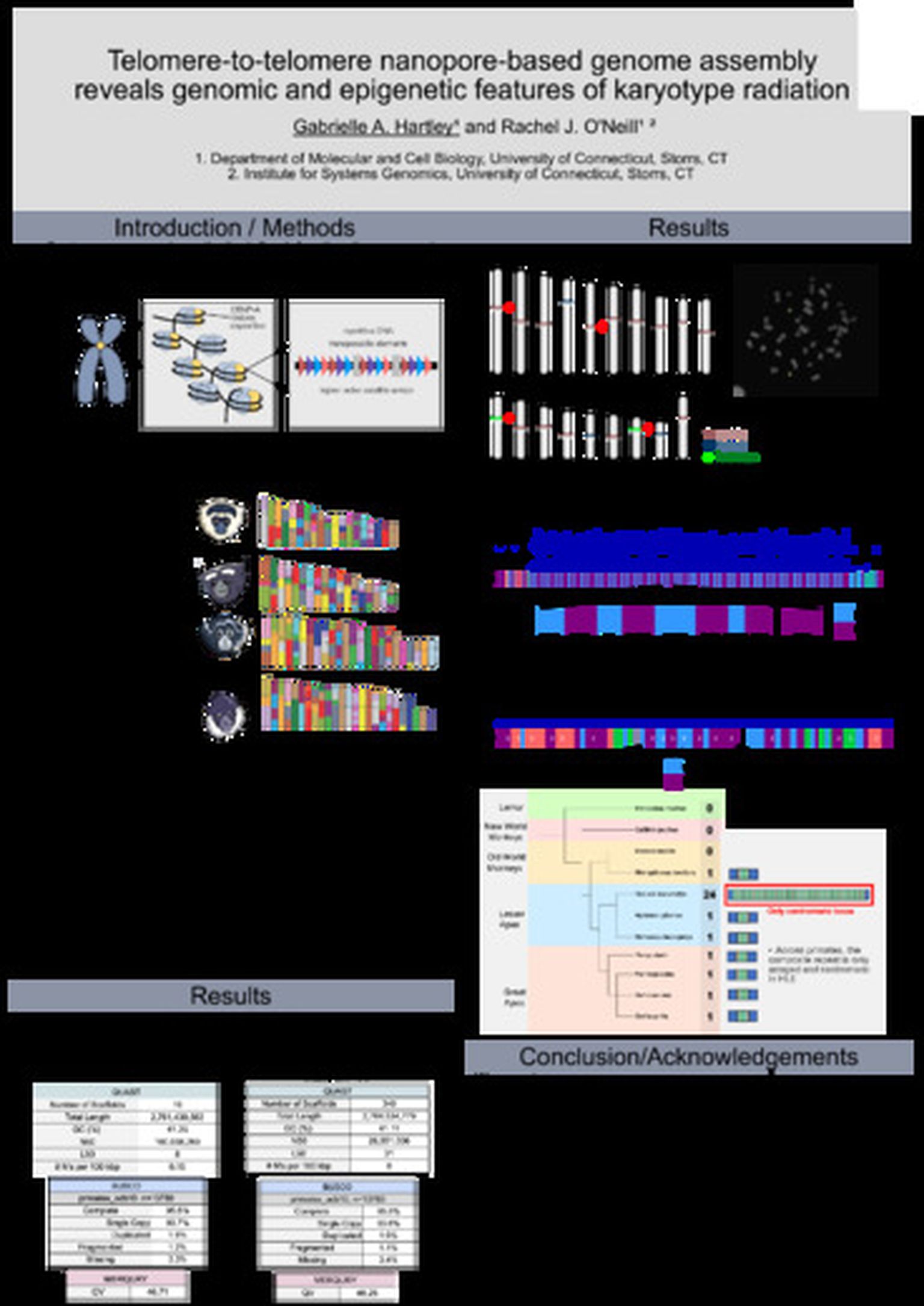 Telomere-to-telomere nanopore-based genome assembly reveals genomic and epigenetic features of karyotype radiation
