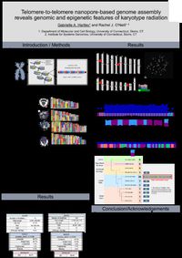 Telomere-to-telomere nanopore-based genome assembly reveals genomic and epigenetic features of karyotype radiation