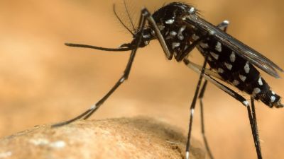 Continental-scale genomic surveillance of *Plasmodium falciparum* malaria across sub-Saharan Africa with rapid nanopore sequencing