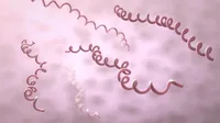 Linkage blocks involving multiple replicons organize Borrelia burgdorferi strain variation and influence virulence in Lyme disease