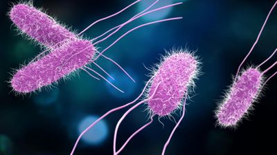 Salmonella